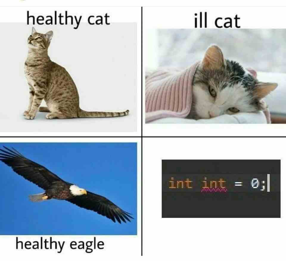 Healthy cat vs heathy eagle
