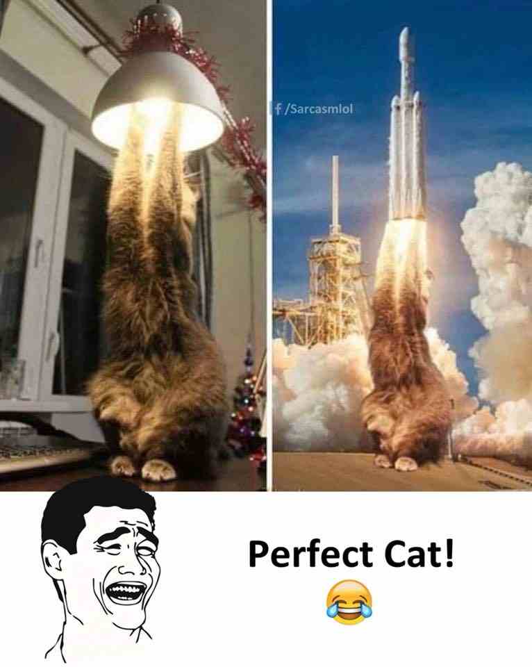 Perfect Cat !