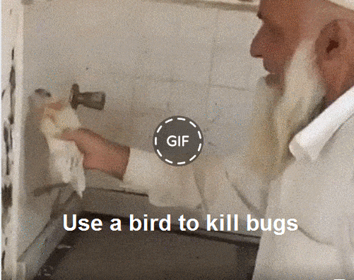 Programmer Use a bird to Fix bugs