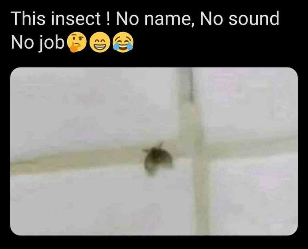 This insect! No name, No sound, No job