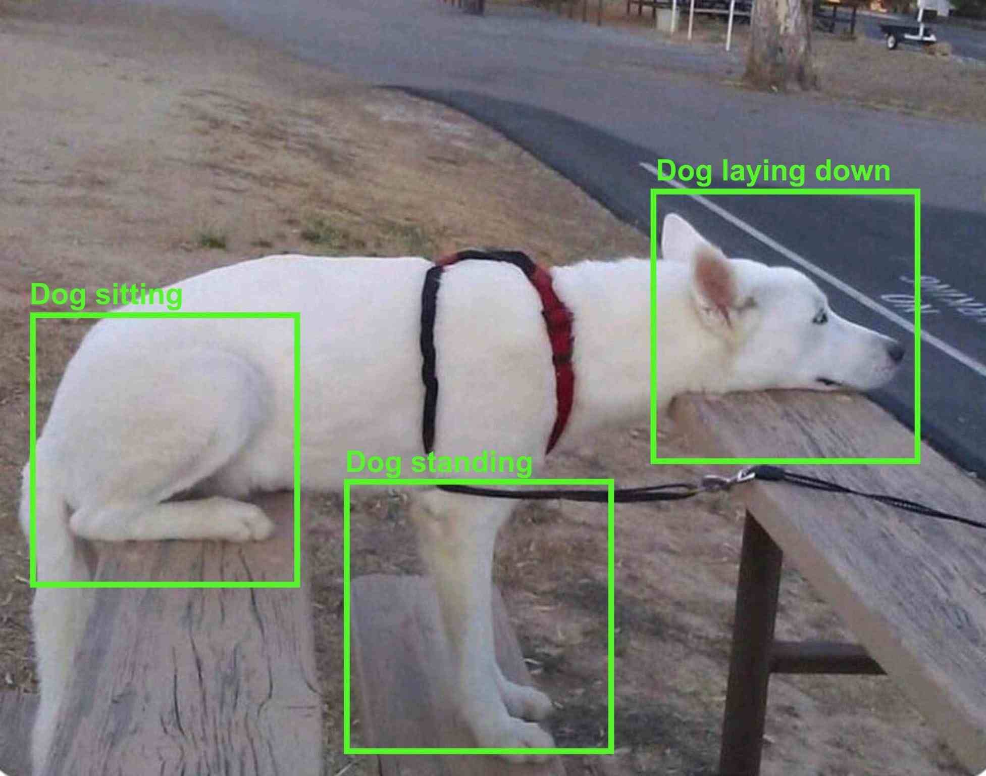 Triple point of a dog