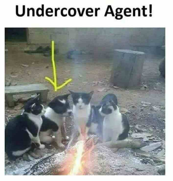 Undercover Agent!
