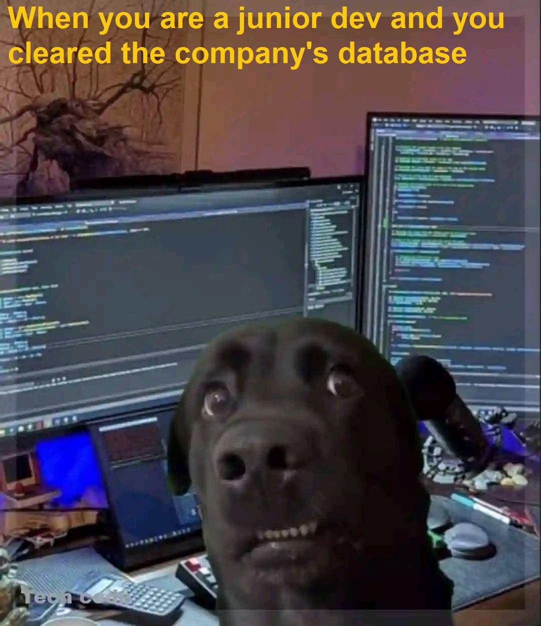 When you are a junior dev and you cleared the company's database