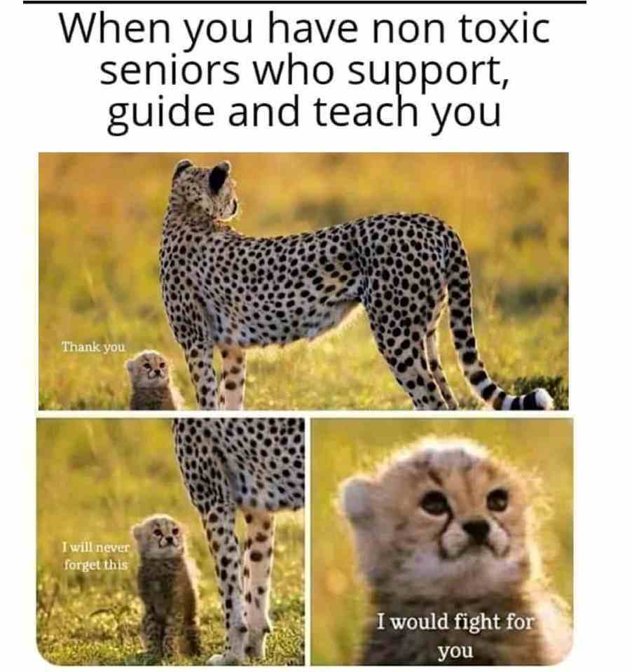 When you have non toxic seniors who support guide and teach you